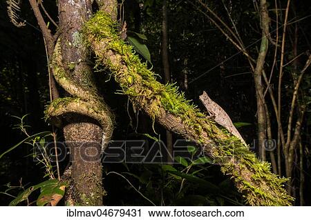 Earth chameleon (Brookesia superciliaris), male on mossy tree trunk, rainforest, Analamazoatra, Andasibe National Park, Madagascar, Africa View Large Photo Image Stock Image - Earth chameleon (Brookesia superciliaris), male on mossy tree trunk, rainforest, Analamazoatra, Andasibe National Park, Madagascar, Africa. Fotosearch