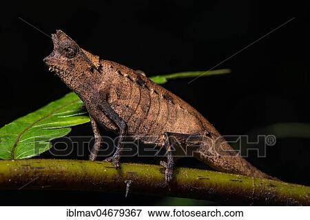 Earth chameleon (Brookesia superciliaris), male on a branch, Analamazoatra, Andasibe National Park, Madagascar, Africa View Large Photo Image Stock Photo - Earth chameleon (Brookesia superciliaris), male on a branch, Analamazoatra, Andasibe National Park, Madagascar, Africa. Fotosearch