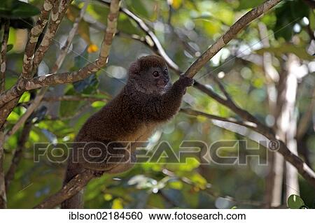 Eastern Lesser Bamboo Lemur (Hapalemur griseus), adult in a tree, Madagascar, Africa View Large Photo Image Stock Image - Eastern Lesser Bamboo Lemur (Hapalemur griseus), adult in a tree, Madagascar, Africa. Fotosearch