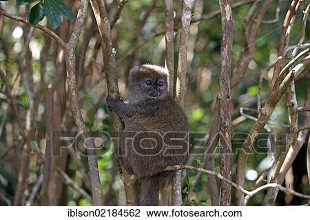 Eastern Lesser Bamboo Lemur (Hapalemur griseus), adult in a tree, Madagascar, Africa View Large Photo Image Stock Image - Eastern Lesser Bamboo Lemur (Hapalemur griseus), adult in a tree, Madagascar, Africa. Fotosearch