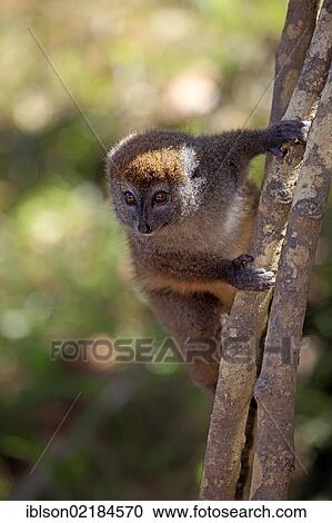 Eastern Lesser Bamboo Lemur (Hapalemur griseus), adult in a tree, Madagascar, Africa View Large Photo Image Stock Image - Eastern Lesser Bamboo Lemur (Hapalemur griseus), adult in a tree, Madagascar, Africa. Fotosearch