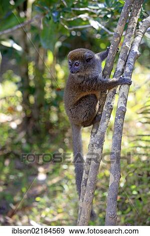 Stock Photo - Eastern Lesser Bamboo Lemur (Hapalemur griseus), adult in a tree, Madagascar, Africa. Fotosearch