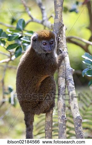 Eastern Lesser Bamboo Lemur (Hapalemur griseus), adult in a tree, Madagascar, Africa View Large Photo Image Stock Photograph - Eastern Lesser Bamboo Lemur (Hapalemur griseus), adult in a tree, Madagascar, Africa. Fotosearch