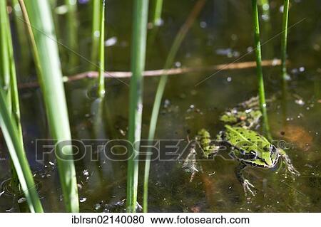 Stock Image - Edible Frog (Pelophylax kl. esculentus), Finowfurt, Brandenburg, Germany, Europe. Fotosearch