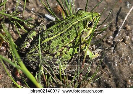 Stock Photo - Edible Frog (Pelophylax kl. esculentus), Finowfurt, Brandenburg, Germany, Europe. Fotosearch