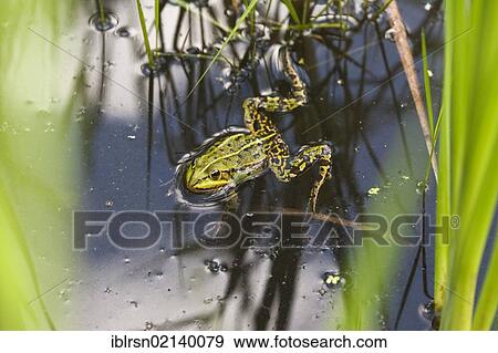 Stock Photo - Edible Frog (Pelophylax kl. esculentus), Finowfurt, Brandenburg, Germany, Europe. Fotosearch