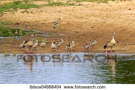 Egyptian geese (Alopochen aegyptiacus), Animal family by the water, adult with young birds, Sabi Sand Game Reserve, Kruger National Park, South Africa, Africa View Large Photo Image Picture - Egyptian geese (Alopochen aegyptiacus), Animal family by the water, adult with young birds, Sabi Sand Game Reserve, Kruger National Park, South Africa, Africa. Fotosearch