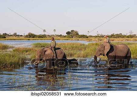 Stock Image - Elephant back safari, Abu Camp, Okavango Delta, Botswana, Africa. Fotosearch