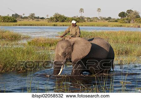 Elephant back safari, Abu Camp, Okavango Delta, Botswana, Africa View Large Photo Image Stock Image - Elephant back safari, Abu Camp, Okavango Delta, Botswana, Africa. Fotosearch