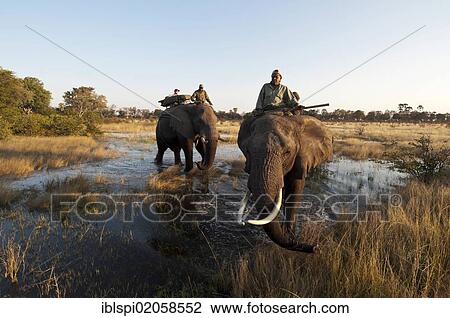 Stock Image - Elephant back safari, Abu Camp, Okavango Delta, Botswana, Africa. Fotosearch