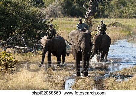 Stock Photo - Elephant back safari, Abu Camp, Okavango Delta, Botswana, Africa. Fotosearch