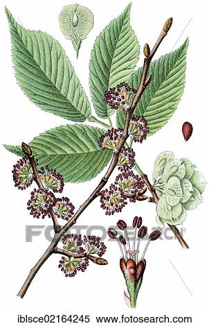 Elm (Ulmus campestris), medicinal plant, crop plant, chromolithography, about 1870 View Large Photo Image Stock Photography - Elm (Ulmus campestris), medicinal plant, crop plant, chromolithography, about 1870. Fotosearch