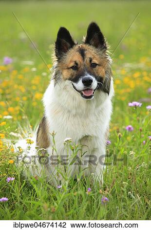 Elo, bitch, 11 months, sitting in a flower meadow View Large Photo Image Stock Image - Elo, bitch, 11 months, sitting in a flower meadow. Fotosearch