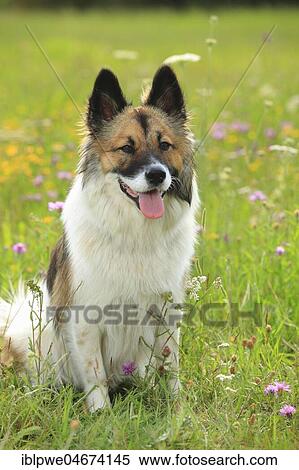 Stock Photography - Elo, bitch, 11 months, sitting in a flower meadow. Fotosearch