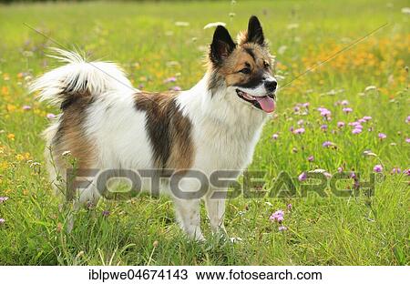 Stock Image - Elo, bitch, 11 months, standing in flower meadow. Fotosearch