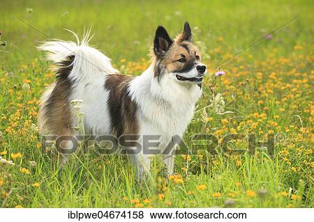 Elo, bitch, 11 months, standing in flower meadow View Large Photo Image Stock Photo - Elo, bitch, 11 months, standing in flower meadow. Fotosearch