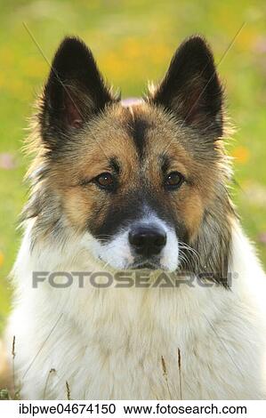 Stock Image - Elo, female, 11 months, animal portrait. Fotosearch