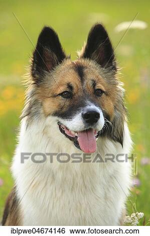Stock Photograph - Elo, female, 11 months, animal portrait. Fotosearch