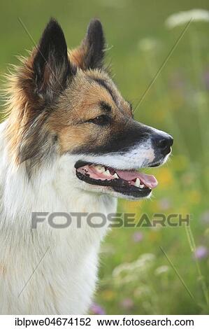 Stock Image - Elo, female, 11 months, animal portrait, side view. Fotosearch