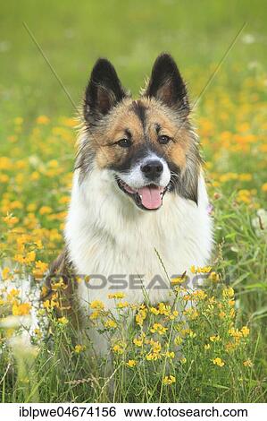 Elo, female, 11 months, sitting in a flower meadow, animal portrait View Large Photo Image Stock Photograph - Elo, female, 11 months, sitting in a flower meadow, animal portrait. Fotosearch