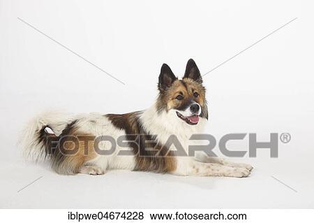 Stock Photo - Elo, female, 13 months, side view. Fotosearch