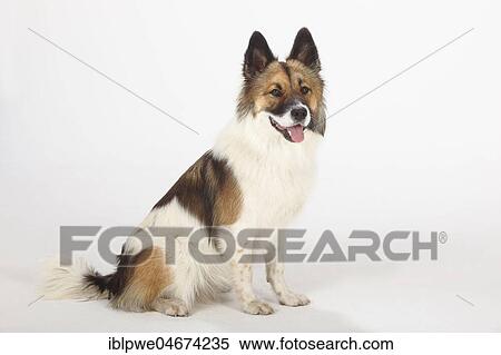Elo, female, 13 months, sitting, side view View Large Photo Image Stock Photography - Elo, female, 13 months, sitting, side view. Fotosearch