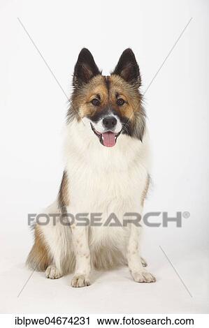 Elo, female, 13 months, sitting, view into the camera View Large Photo Image Stock Image - Elo, female, 13 months, sitting, view into the camera. Fotosearch