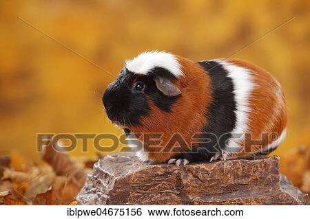 English Crested Guinea Pig Pig on Stone, tortie-white, Crested Guinea Pig Pig, autumnal View Large Photo Image Stock Photograph - English Crested Guinea Pig Pig on Stone, tortie-white, Crested Guinea Pig Pig, autumnal. Fotosearch