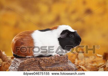 Stock Photography - English Crested Guinea Pig Pig on Stone, tortie-white, Crested Guinea Pig Pig, autumnal. Fotosearch
