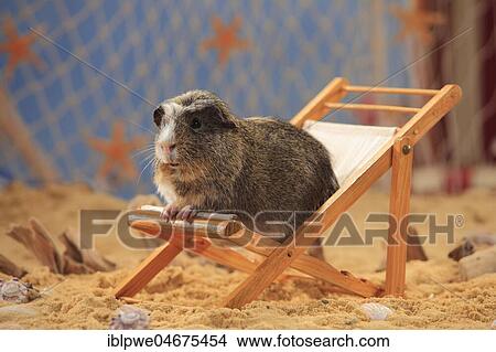 Picture - English Crested Guinea Pig, sitting in a deck chair in the sand, summer beach decoration. Fotosearch