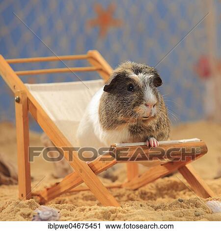 English Crested Guinea Pig, sitting in a deck chair in the sand, summer beach decoration View Large Photo Image Stock Image - English Crested Guinea Pig, sitting in a deck chair in the sand, summer beach decoration. Fotosearch