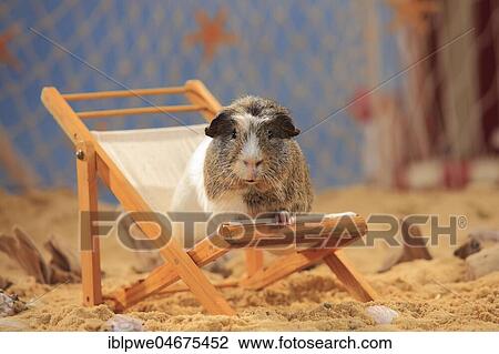 English Crested Guinea Pig, sitting in a deck chair in the sand, summer beach decoration View Large Photo Image Stock Image - English Crested Guinea Pig, sitting in a deck chair in the sand, summer beach decoration. Fotosearch