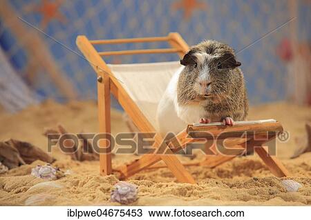 English Crested Guinea Pig, sitting in a deck chair in the sand, summer beach decoration View Large Photo Image Stock Image - English Crested Guinea Pig, sitting in a deck chair in the sand, summer beach decoration. Fotosearch