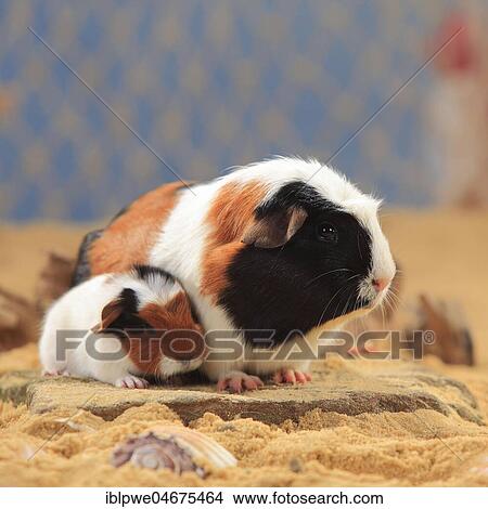 English Crested guinea pigs, tortie-white, and young, sitting in the sand, summer beach decoration View Large Photo Image Picture - English Crested guinea pigs, tortie-white, and young, sitting in the sand, summer beach decoration. Fotosearch