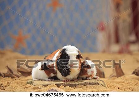 English Crested guinea pigs, tortie-white, and young, sitting in the sand, beach decoration, summery View Large Photo Image Stock Photography - English Crested guinea pigs, tortie-white, and young, sitting in the sand, beach decoration, summery. Fotosearch