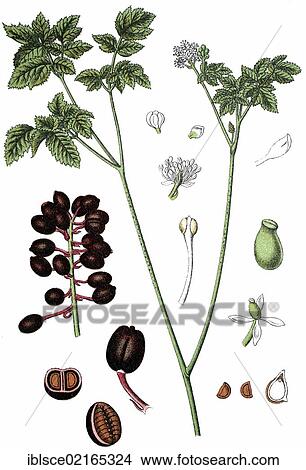 Eurasian Baneberry or Herb Christopher (Actaea spicata L. ), medicinal plant, useful plant, chromolithograph, circa 1790 View Large Photo Image Picture - Eurasian Baneberry or Herb Christopher (Actaea spicata L. ), medicinal plant, useful plant, chromolithograph, circa 1790. Fotosearch