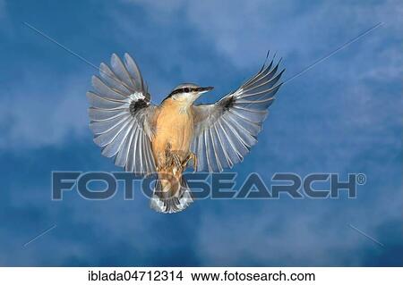 Eurasian nuthatch (Sitta europaea) in flight in front of the sky, North Rhine-Westphalia, Germany, Europe View Large Photo Image Picture - Eurasian nuthatch (Sitta europaea) in flight in front of the sky, North Rhine-Westphalia, Germany, Europe. Fotosearch