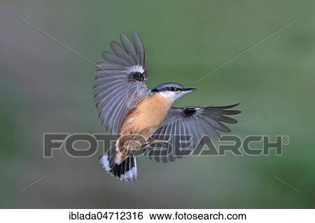 Eurasian nuthatch (Sitta europaea) in flight, North Rhine-Westphalia, Germany, Europe View Large Photo Image Stock Photograph - Eurasian nuthatch (Sitta europaea) in flight, North Rhine-Westphalia, Germany, Europe. Fotosearch