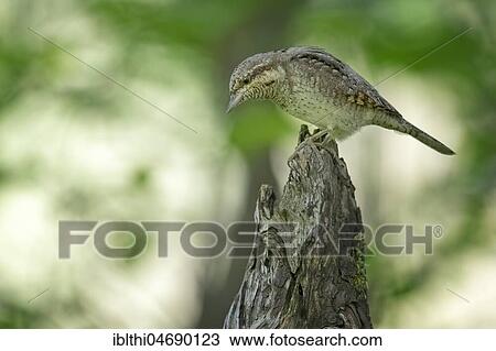 Eurasian Wryneck (Jynx torquilla), sits on deadwood, Middle Elbe Biosphere Reserve, Saxony-Anhalt, Germany, Europe View Large Photo Image Stock Image - Eurasian Wryneck (Jynx torquilla), sits on deadwood, Middle Elbe Biosphere Reserve, Saxony-Anhalt, Germany, Europe. Fotosearch