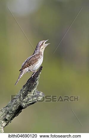 Eurasian Wryneck (Jynx torquilla), calling, warning, Middle Elbe Biosphere Reserve, Saxony-Anhalt, Germany, Europe View Large Photo Image Stock Image - Eurasian Wryneck (Jynx torquilla), calling, warning, Middle Elbe Biosphere Reserve, Saxony-Anhalt, Germany, Europe. Fotosearch