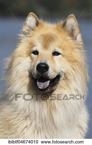 Eurasier, male, 9 years, animal portrait, North Rhine-Westphalia, Germany, Europe View Large Photo Image Stock Image - Eurasier, male, 9 years, animal portrait, North Rhine-Westphalia, Germany, Europe. Fotosearch