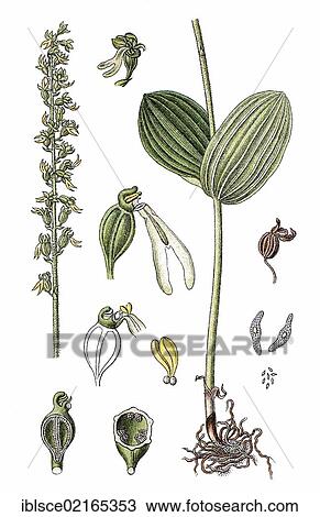 European Common Twayblade (Listera ovata), medicinal plant, useful plant, chromolithograph, circa 1790 View Large Photo Image Stock Image - European Common Twayblade (Listera ovata), medicinal plant, useful plant, chromolithograph, circa 1790. Fotosearch