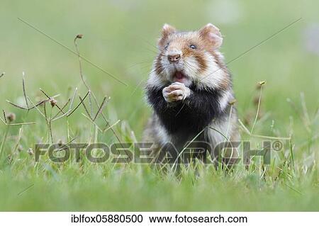 European hamster ( Cricetus cricetus) adult hamster upright in Wiese, Austria, Europe View Large Photo Image Stock Image - European hamster ( Cricetus cricetus) adult hamster upright in Wiese, Austria, Europe. Fotosearch