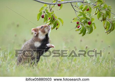 European hamster ( Cricetus cricetus) sniffing the deadly nightshade, Vienna, Austria, Europe View Large Photo Image Stock Image - European hamster ( Cricetus cricetus) sniffing the deadly nightshade, Vienna, Austria, Europe. Fotosearch