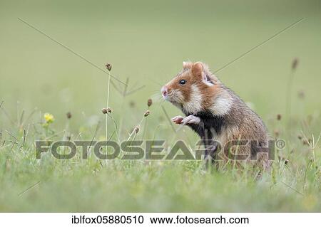 European hamster (Cricetus cricetus), young animal standing upright in meadow, Austria, Europe View Large Photo Image Stock Image - European hamster (Cricetus cricetus), young animal standing upright in meadow, Austria, Europe. Fotosearch