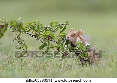 European hamster ( Cricetus cricetus) based on belladonna branch, Vienna, Austria, Europe View Large Photo Image Stock Image - European hamster ( Cricetus cricetus) based on belladonna branch, Vienna, Austria, Europe. Fotosearch