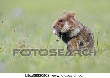 European hamster (Cricetus cricetus), young animal standing upright in meadow, Austria, Europe View Large Photo Image Stock Photo - European hamster (Cricetus cricetus), young animal standing upright in meadow, Austria, Europe. Fotosearch