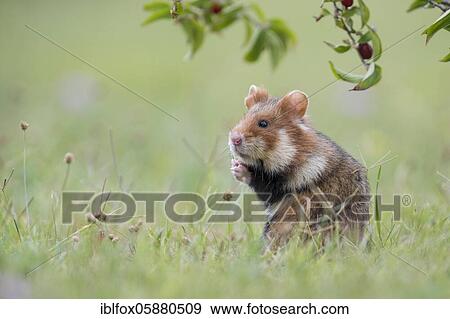 European hamster (Cricetus cricetus), young animal standing upright in meadow, Austria, Europe View Large Photo Image Stock Photo - European hamster (Cricetus cricetus), young animal standing upright in meadow, Austria, Europe. Fotosearch