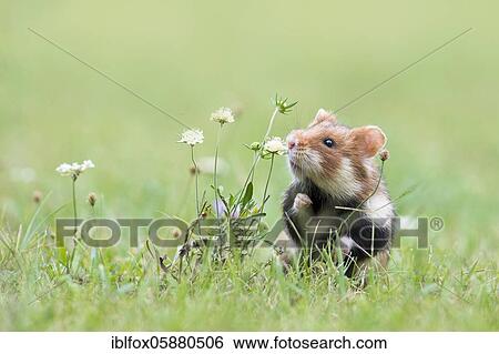 Stock Photograph - European hamster (Cricetus cricetus) sniffs a plant, Vienna, Austria, Europe. Fotosearch