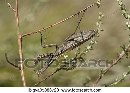 European mantis ( Mantis religiosa) Female with brown ground coloration, family of mantis( Mantidae), Valais, Switzerland, Europe View Large Photo Image Stock Image - European mantis ( Mantis religiosa) Female with brown ground coloration, family of mantis( Mantidae), Valais, Switzerland, Europe. Fotosearch